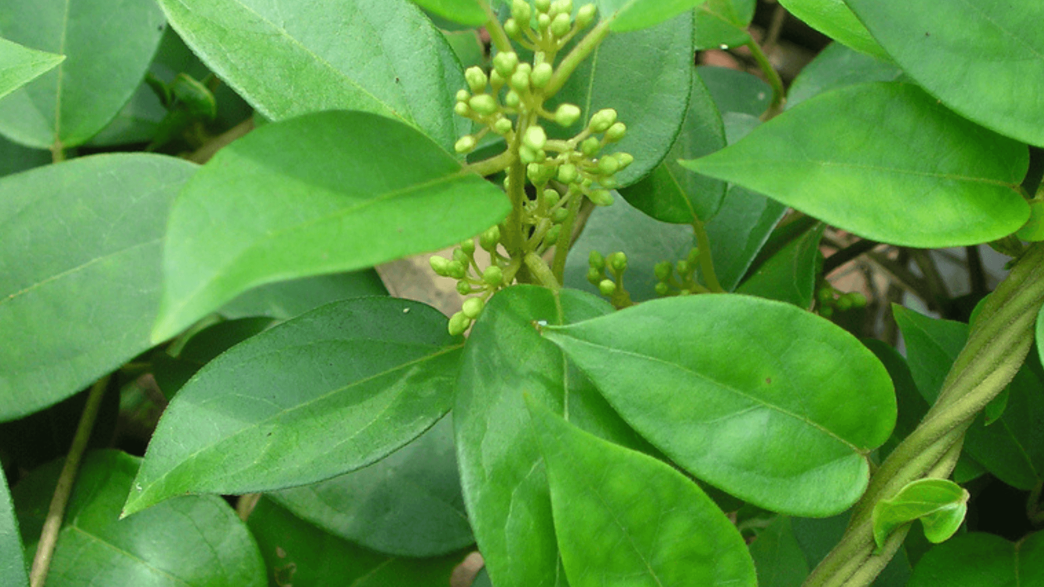 Herb of The Week | Gymnema Sylvestre