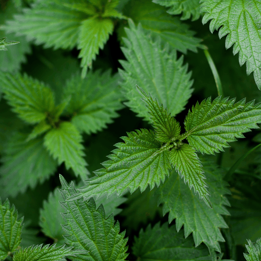 Herb of the Week | Nettle