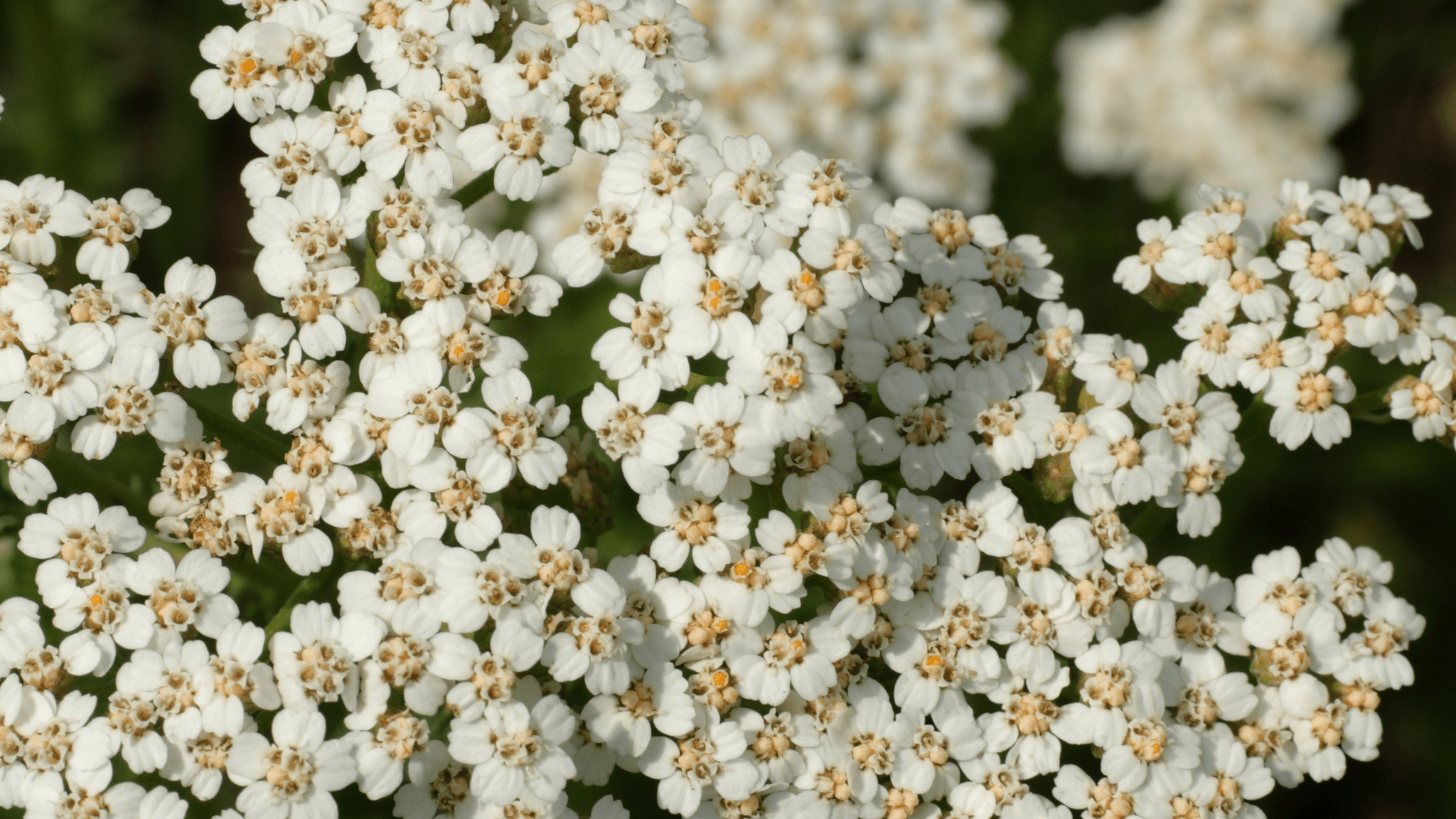 Herb of the Week | Yarrow Flowers
