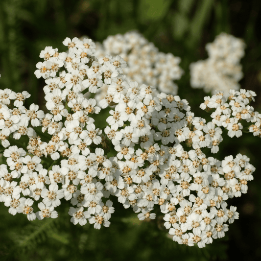 Herb of the Week | Yarrow Flowers