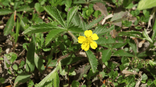 Common Cinquefoil