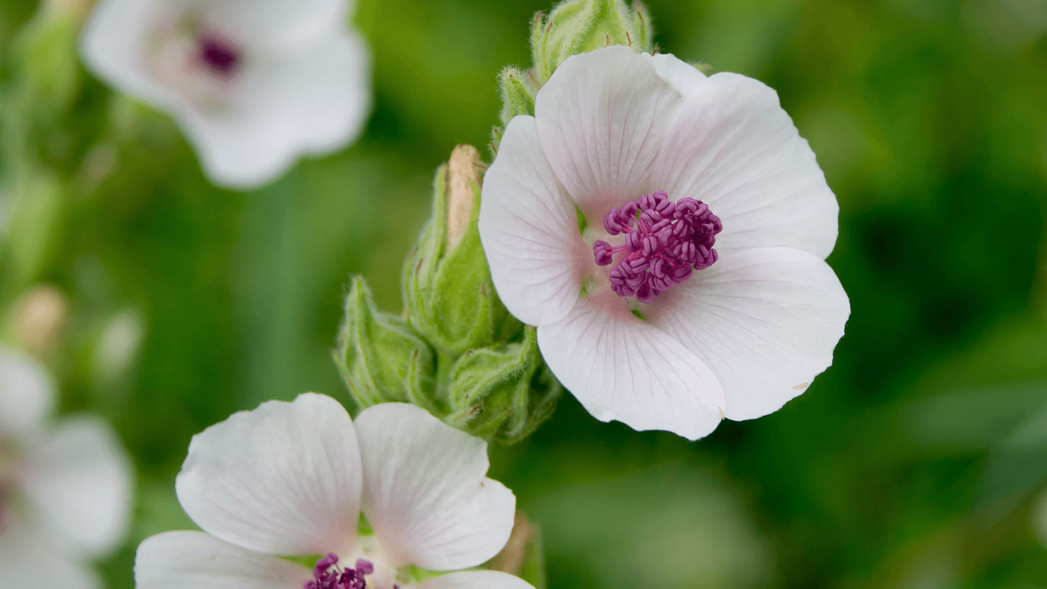 Herb of the Week | Marshmallow Root