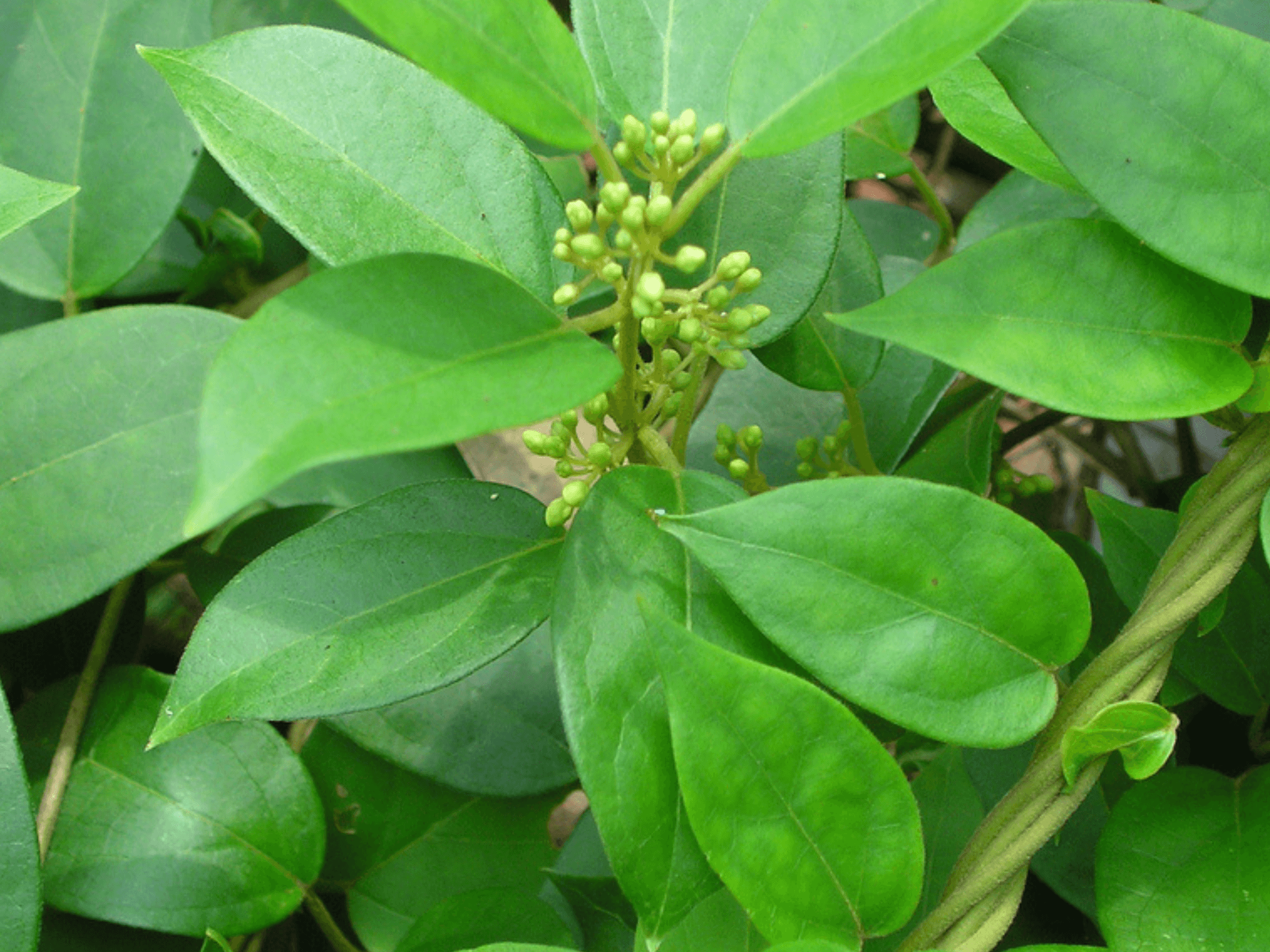 Herb of The Week | Gymnema Sylvestre