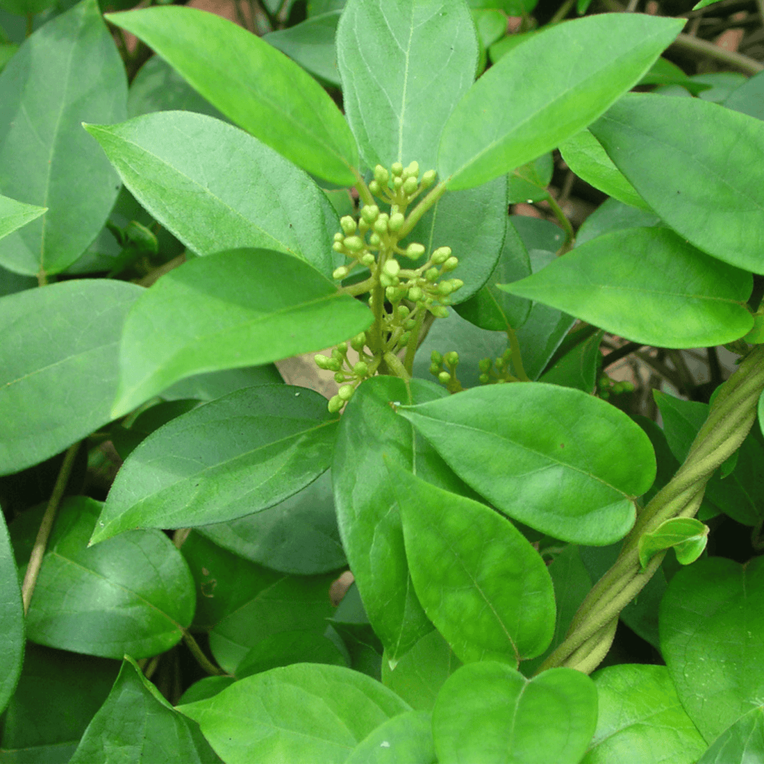 Herb of The Week | Gymnema Sylvestre