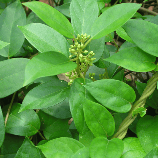 Herb of The Week | Gymnema Sylvestre