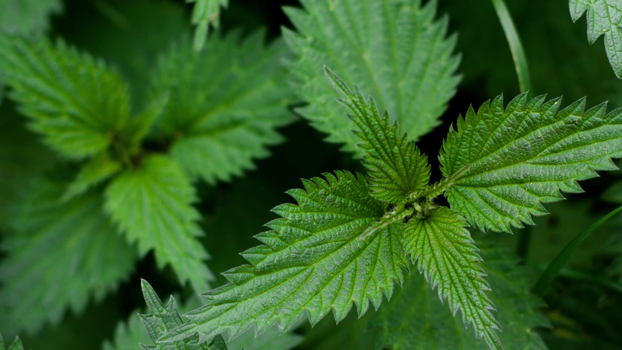 Herb of the Week | Nettle