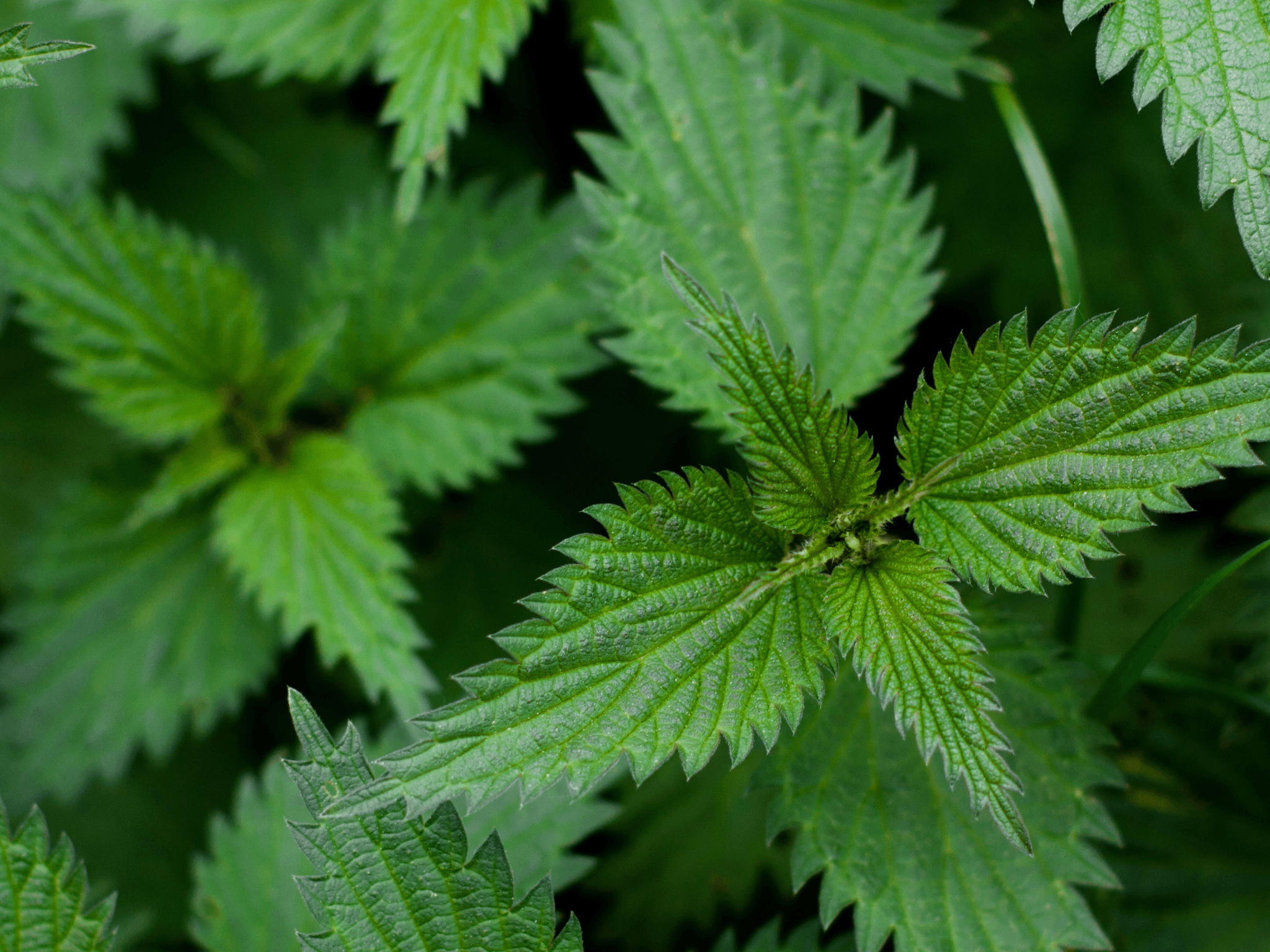 Herb of the Week | Nettle