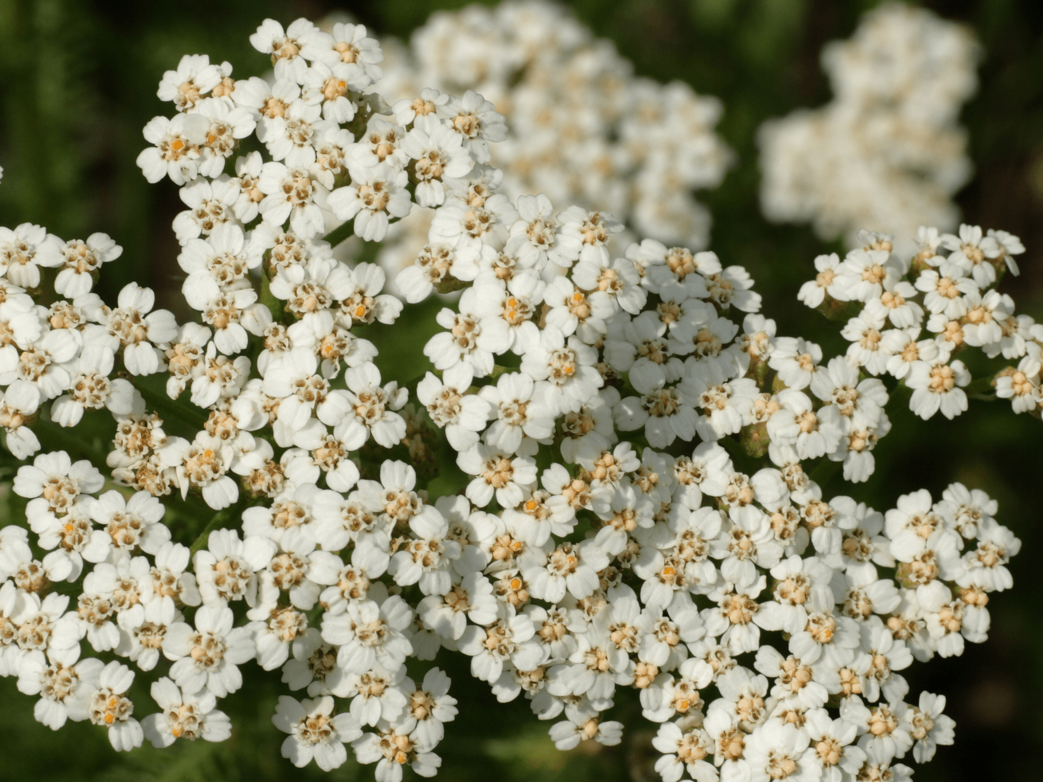 Herb of the Week | Yarrow Flowers