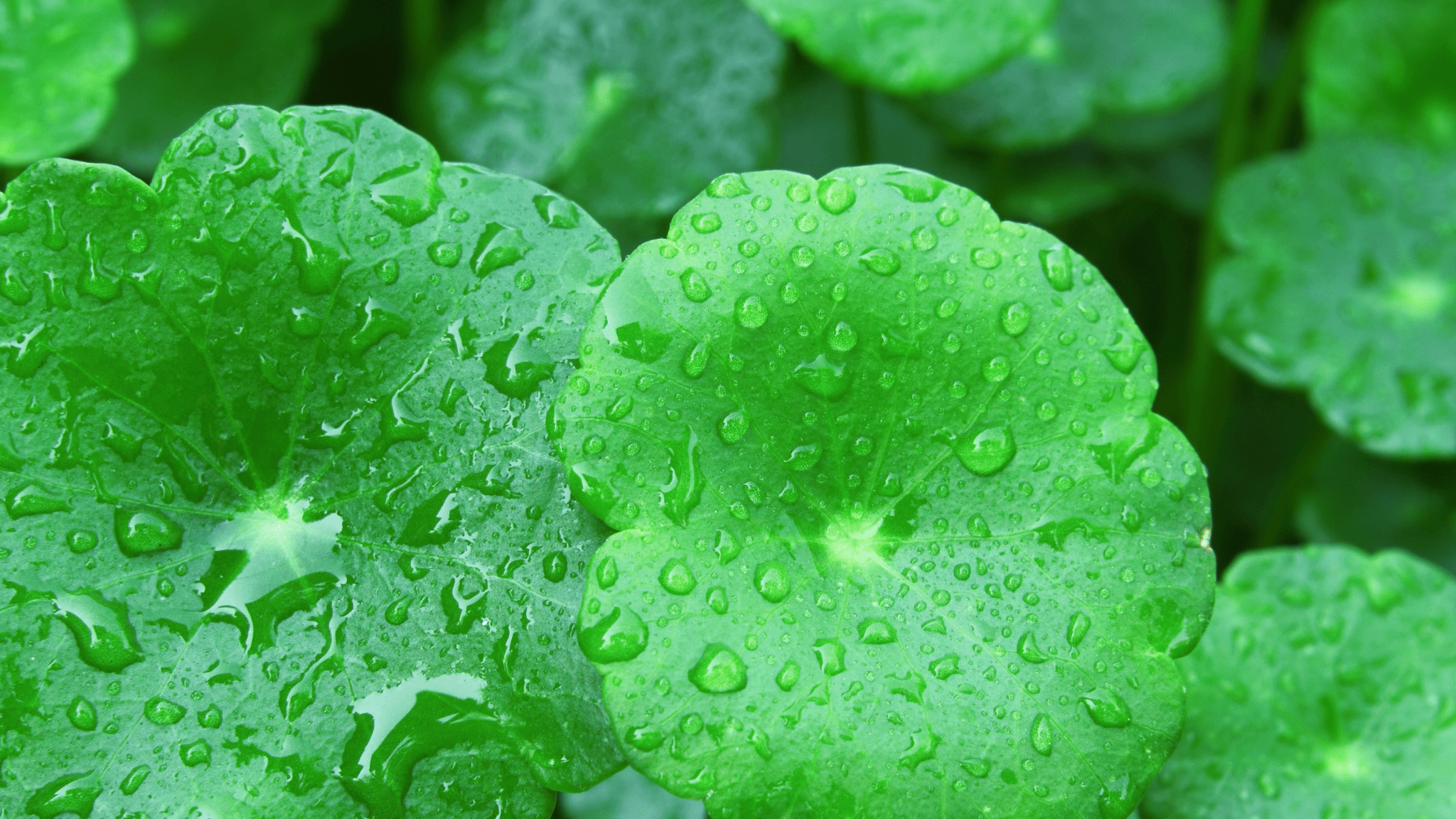 Herb of The Week | Gotu Kola