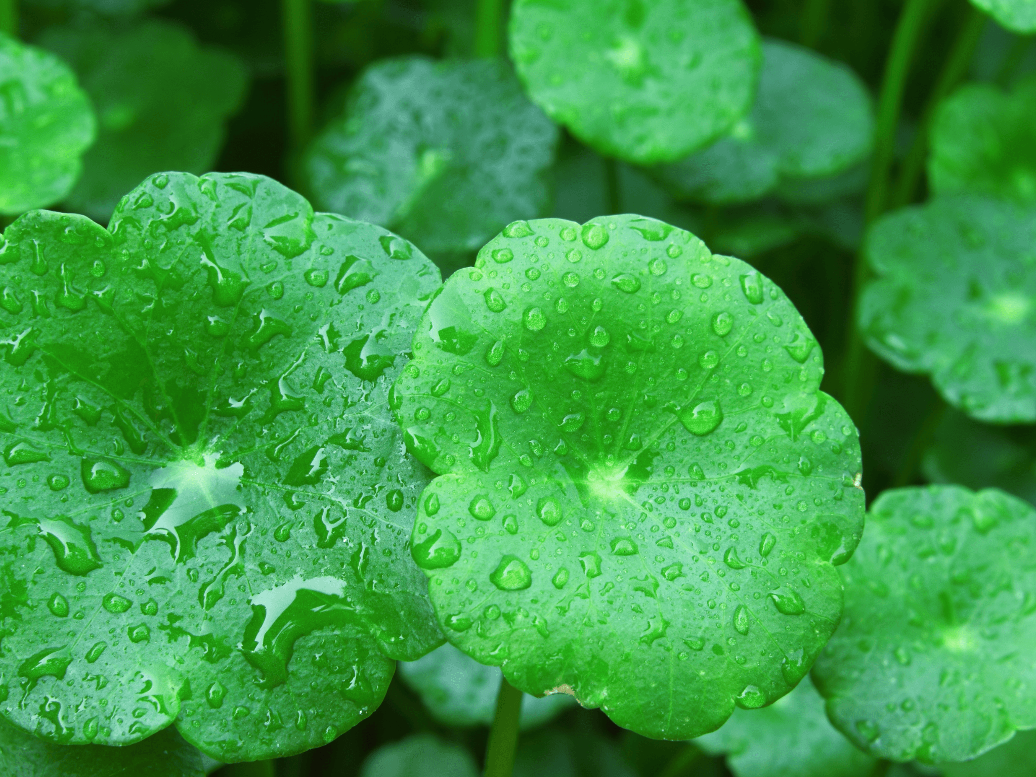 Herb of The Week | Gotu Kola