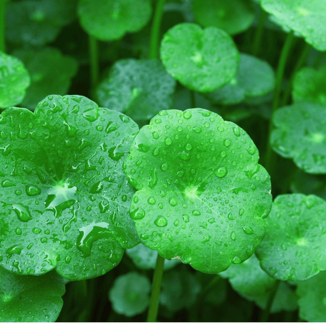 Herb of The Week | Gotu Kola