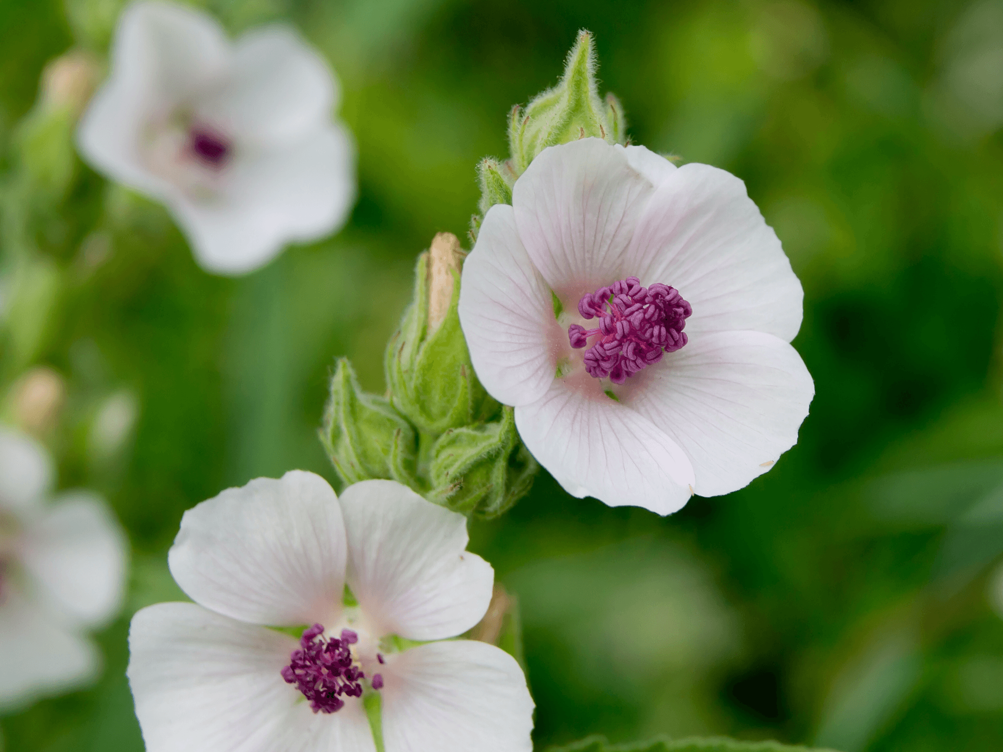 Herb of the Week | Marshmallow Root