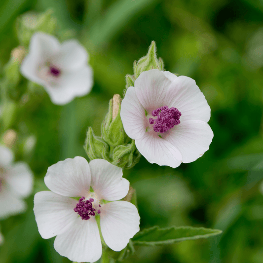 Herb of the Week | Marshmallow Root