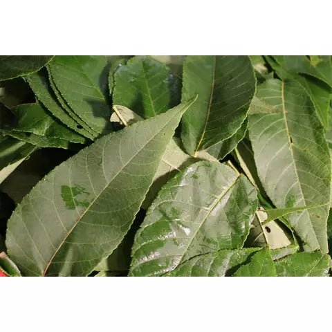 Organic Black Walnut Leaf